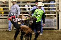 CYBR Jefferson City December 2012- Calf & Bull